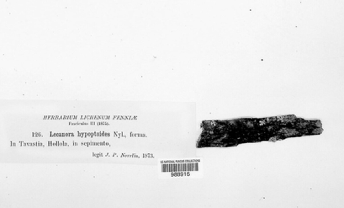 Protoparmelia oleagina image